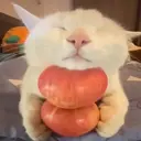 Adhesiu