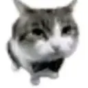 Adhesiu