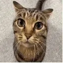 Adhesiu