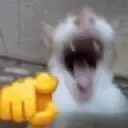 Adhesiu