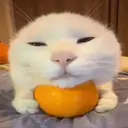Adhesiu