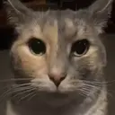 Adhesiu