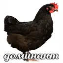 Стикер