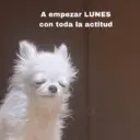 Límmiði