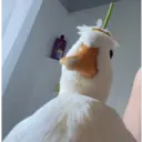 贴纸