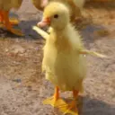 贴纸