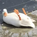 贴纸