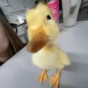 贴纸