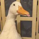 贴纸