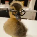 贴纸