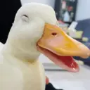 贴纸