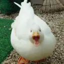 贴纸