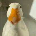 贴纸
