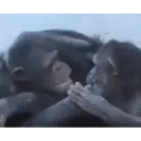 ਸਟਿਕਰ