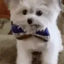 Stika