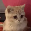 Stika