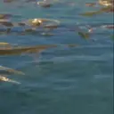 स्टिकर