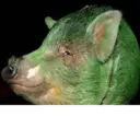 Figurinha