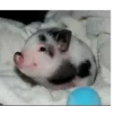 Figurinha
