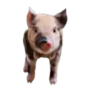 Figurinha