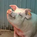 Figurinha