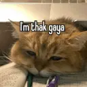 Стикер
