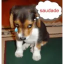 Figurinha