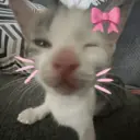 ステッカー