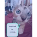 Figurinha