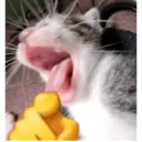 מדבקה