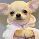 Figurinha
