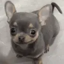 Figurinha