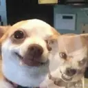 Figurinha