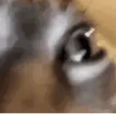 ملصق