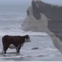 ملصق