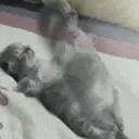 ملصق