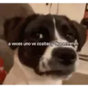 Nhãn dán