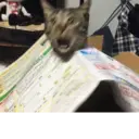 Стикер