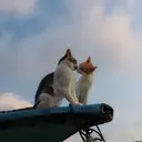 Стикер