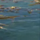 स्टिकर