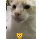 สติกเกอร์