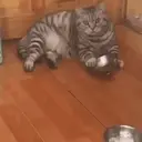 ملصق