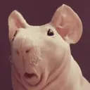 Samolepka