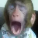 Samolepka