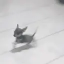 Figurinha
