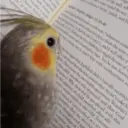 Стикер