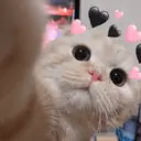Pelekat