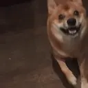 贴纸