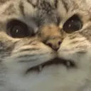 Nhãn dán