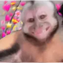 ملصق